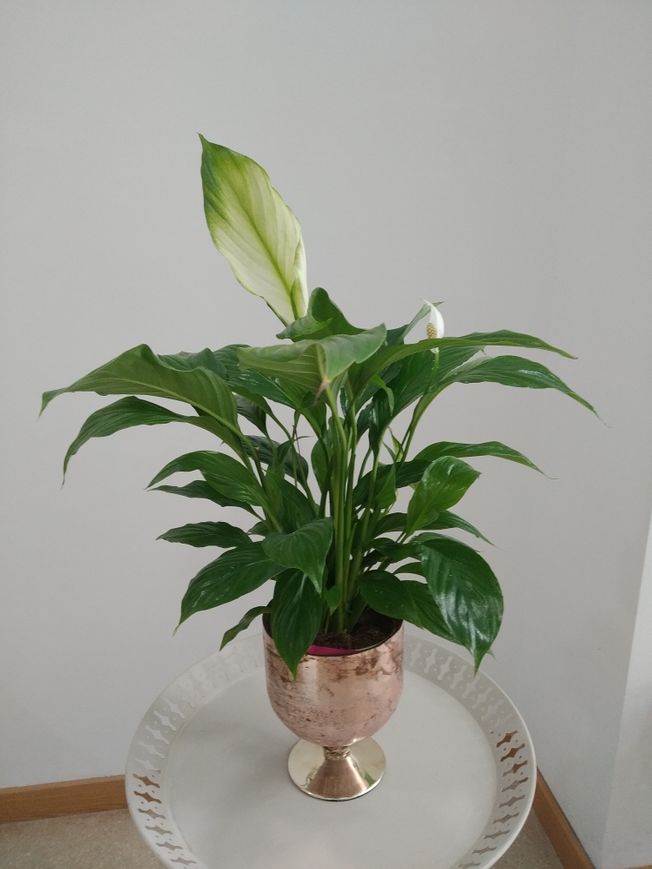 Phalaenopsis con copa