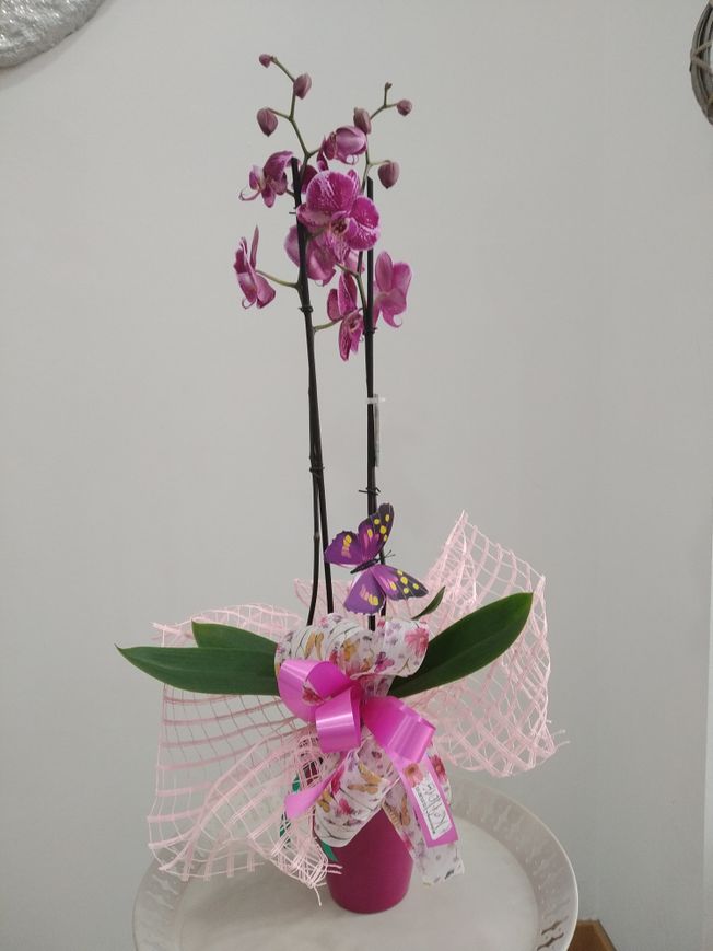 Orquídea con cubre tiesto